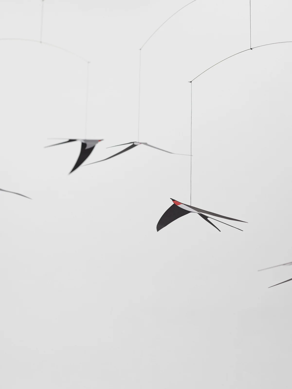 Flying_Swallows_5-024B-semi_54e49788-273d-4647-b942-2ea975dbf575